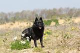 SCHIPPERKE 184